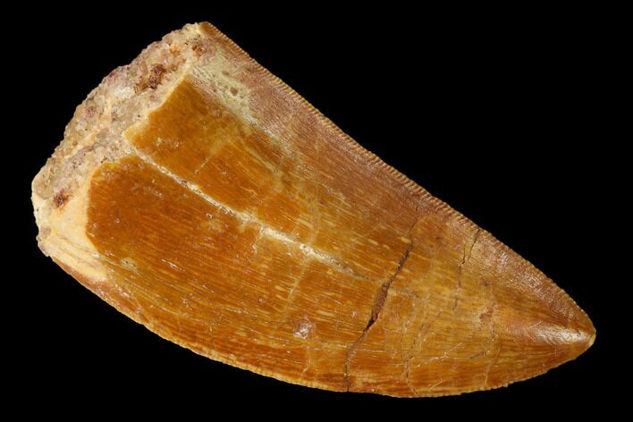 Serrated, Carcharodontosaurus Tooth - Real Dinosaur Tooth #164052